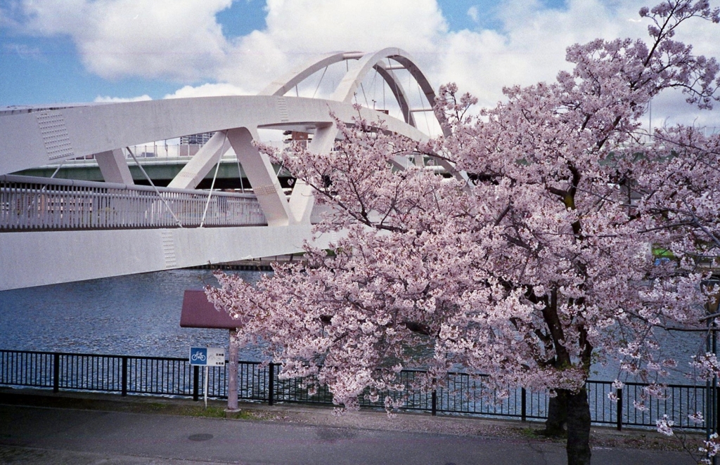 川に橋に桜に
