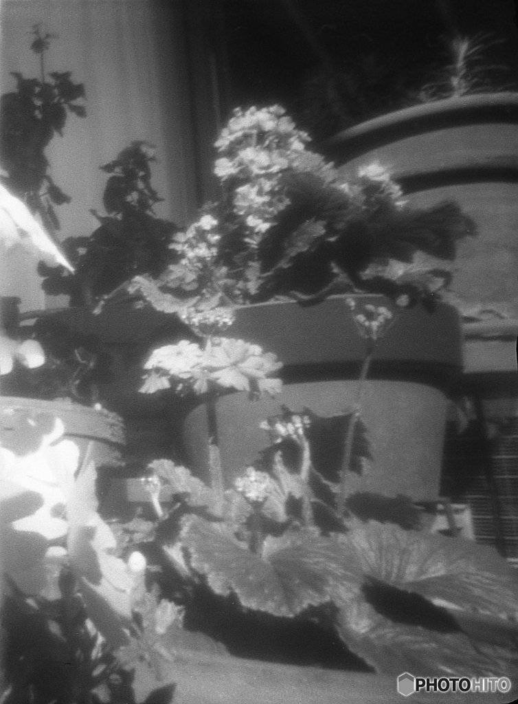 ベランダ花壇　～ピンホール～