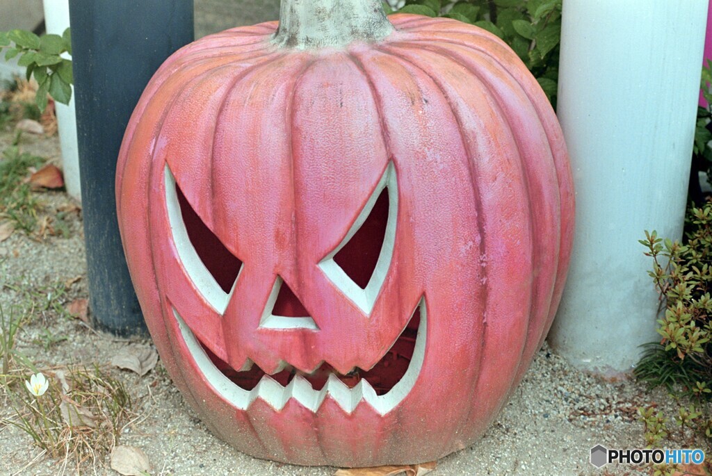Halloween, all year round 