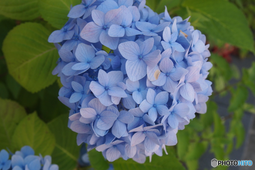 紫陽花図鑑３