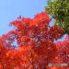 紅燃ゆる　Trois couleurs 