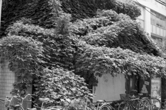 エコハウス？　2020年　夏