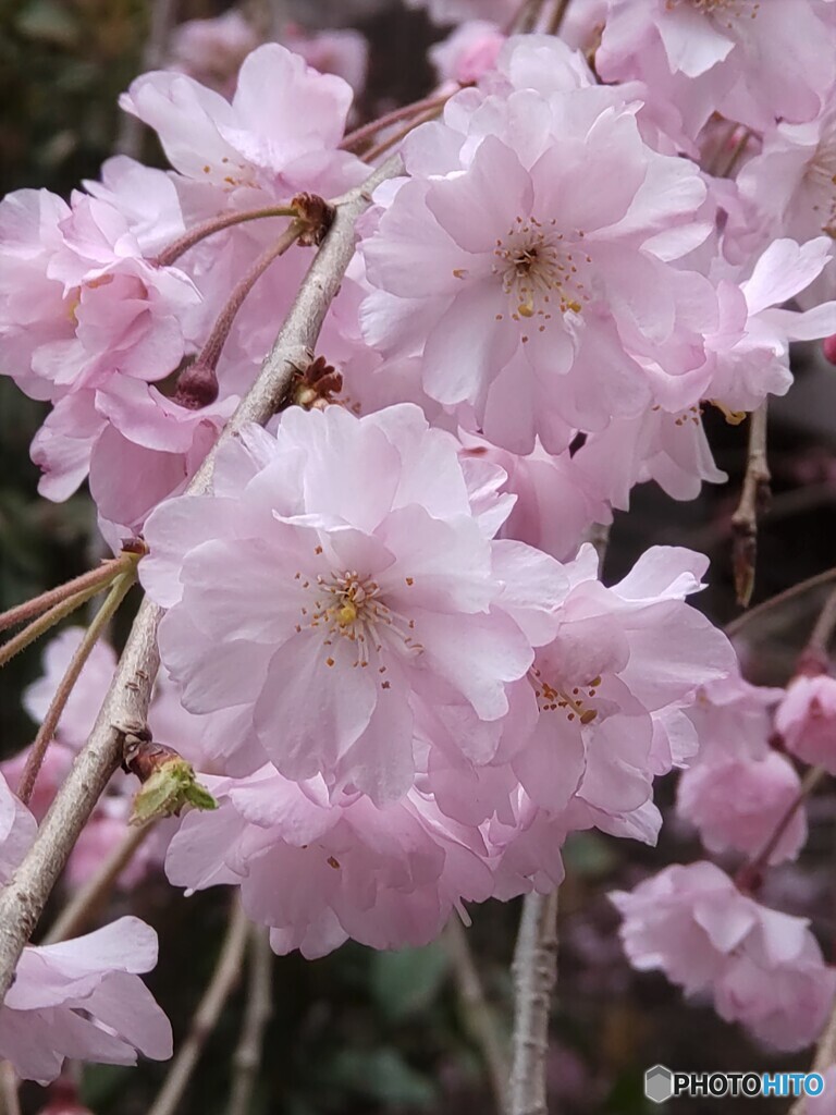 枝垂桜