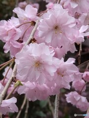 枝垂桜