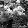八重桜①　RICOH XR-X試写