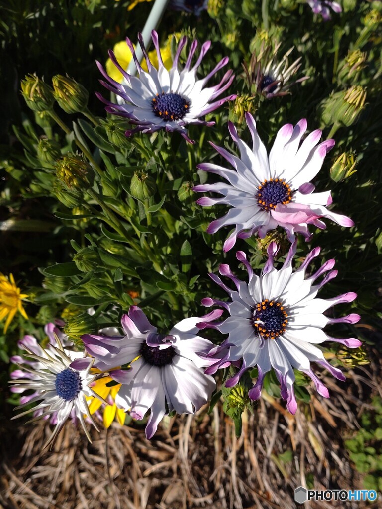 謎の花　
