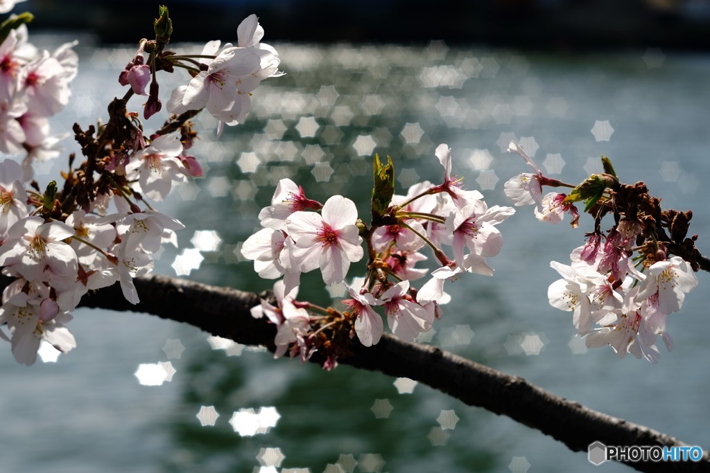 こころウキウキ桜咲き川面の光り星になり
