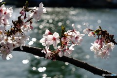 こころウキウキ桜咲き川面の光り星になり