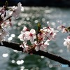 こころウキウキ桜咲き川面の光り星になり