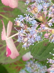 菖蒲園　ガラケーその壱