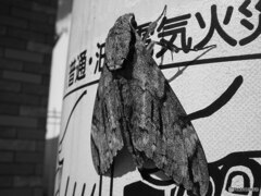 モスラ
