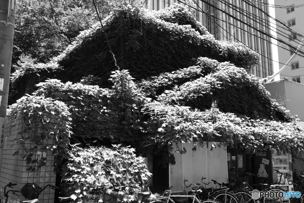 正々堂々　2018 夏　圧勝