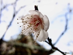 白梅１