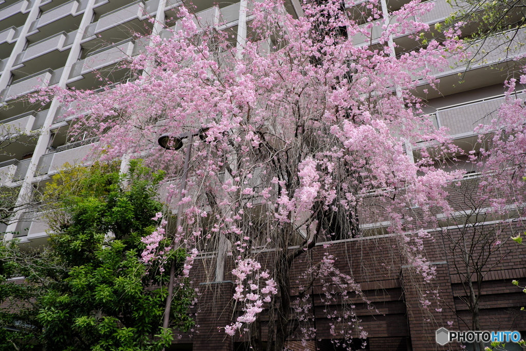さくらシャワー（近所の桜）