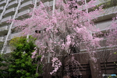 さくらシャワー（近所の桜）