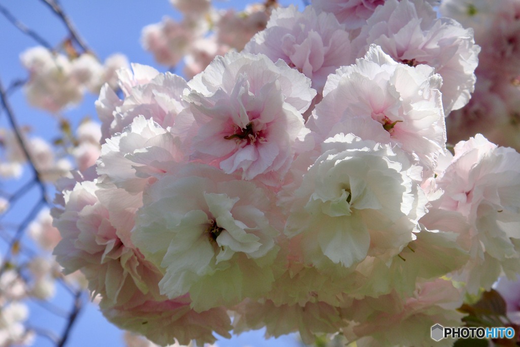 桜