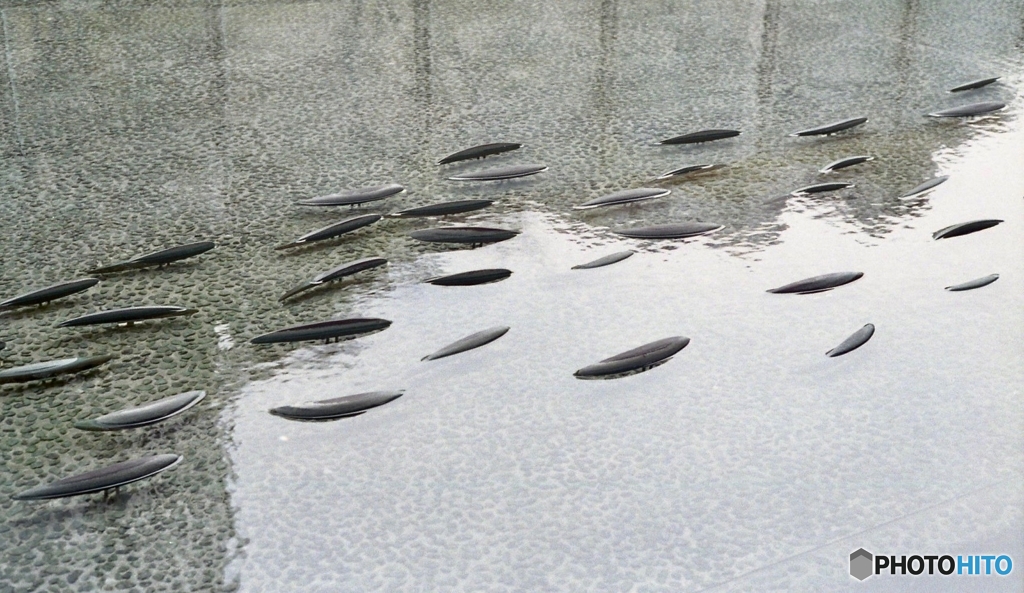魚影