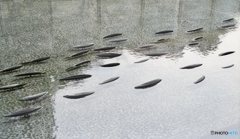 魚影