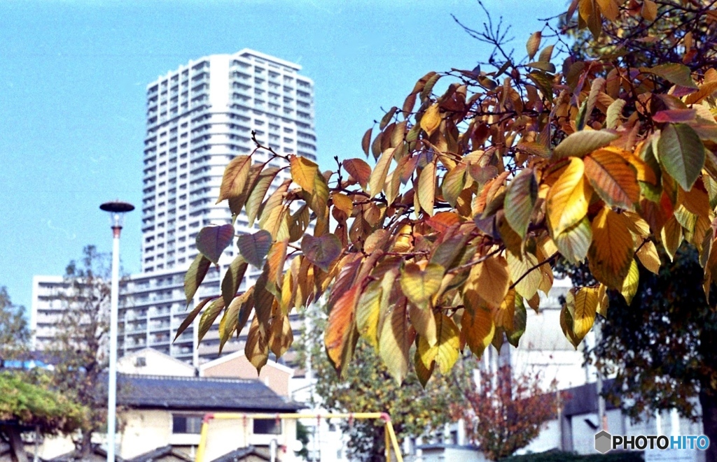 紅葉のちょっと前、黄葉