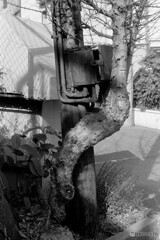 コブラツイスト