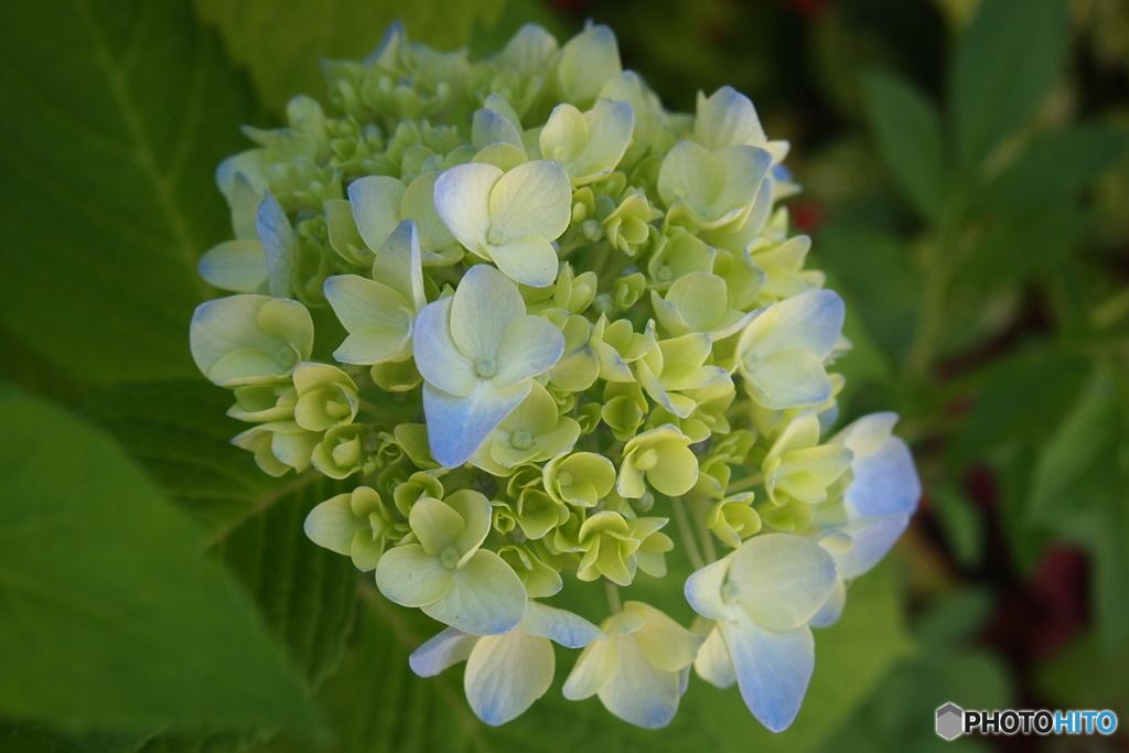 紫陽花図鑑４