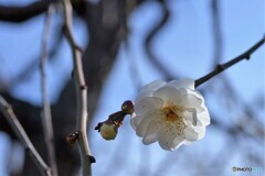 白梅