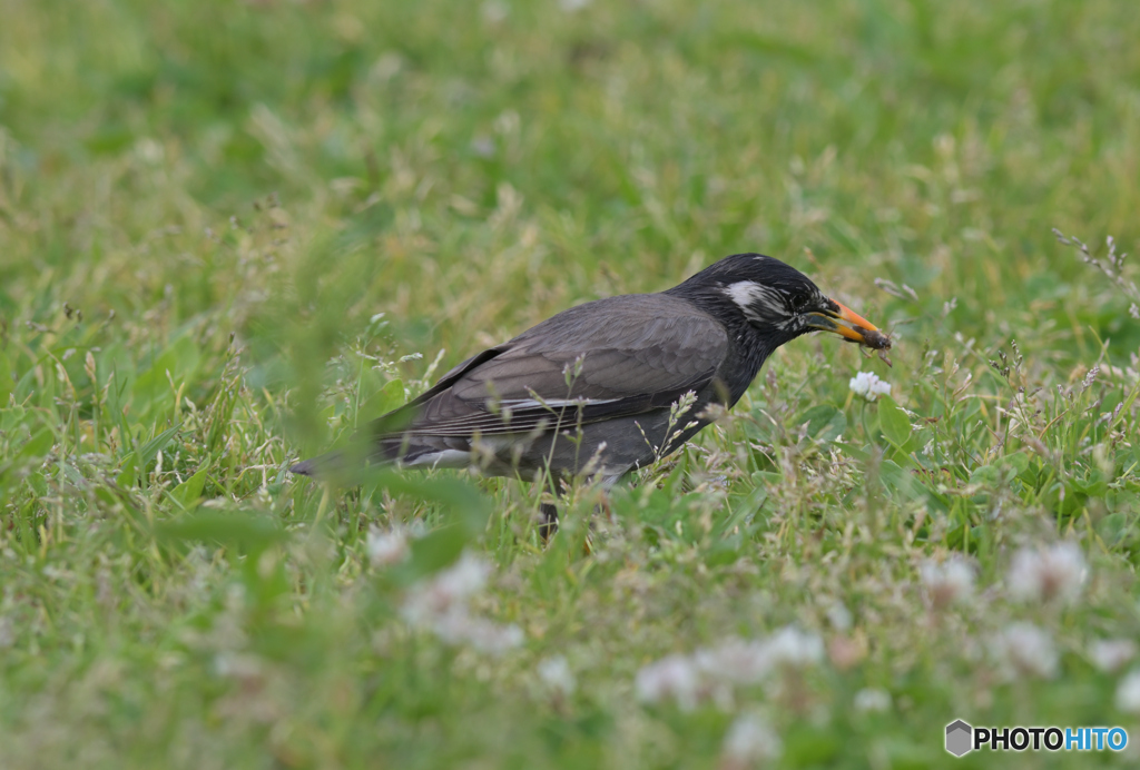 鳥（捕食）