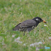 鳥（捕食）