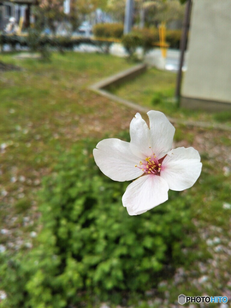 桜花