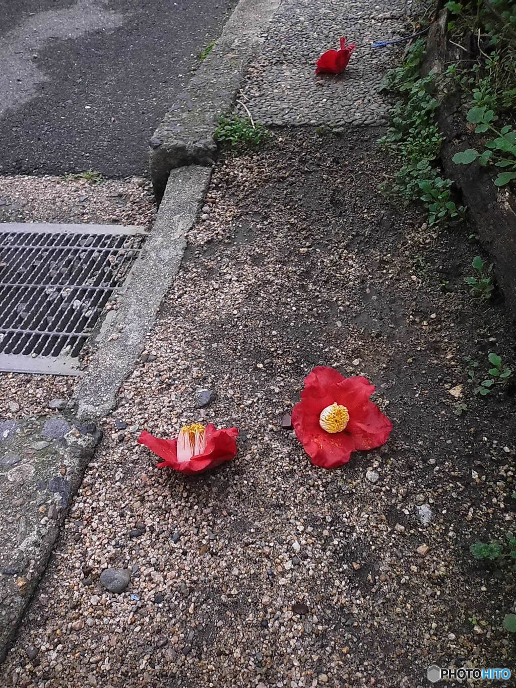 散る、それも潔く