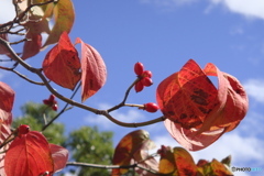 赤い実と紅葉　ハナミズキ