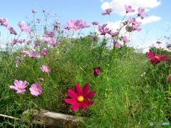 季節は巡って秋桜　３