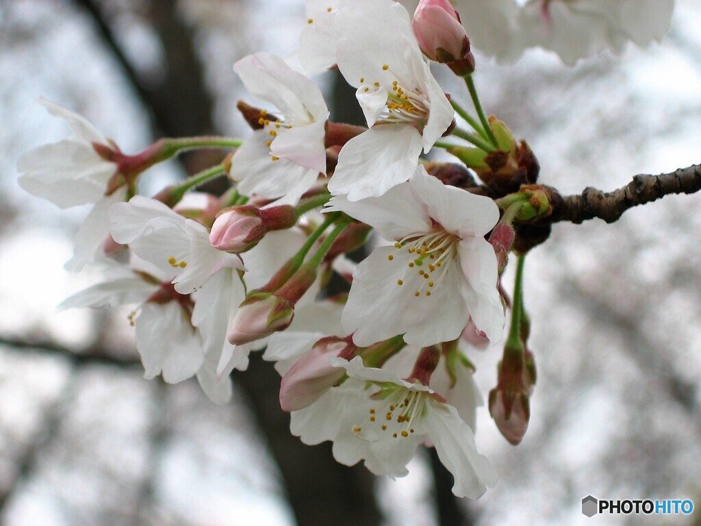 開花から数日、、