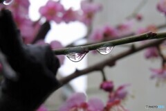 雨粒レンズ