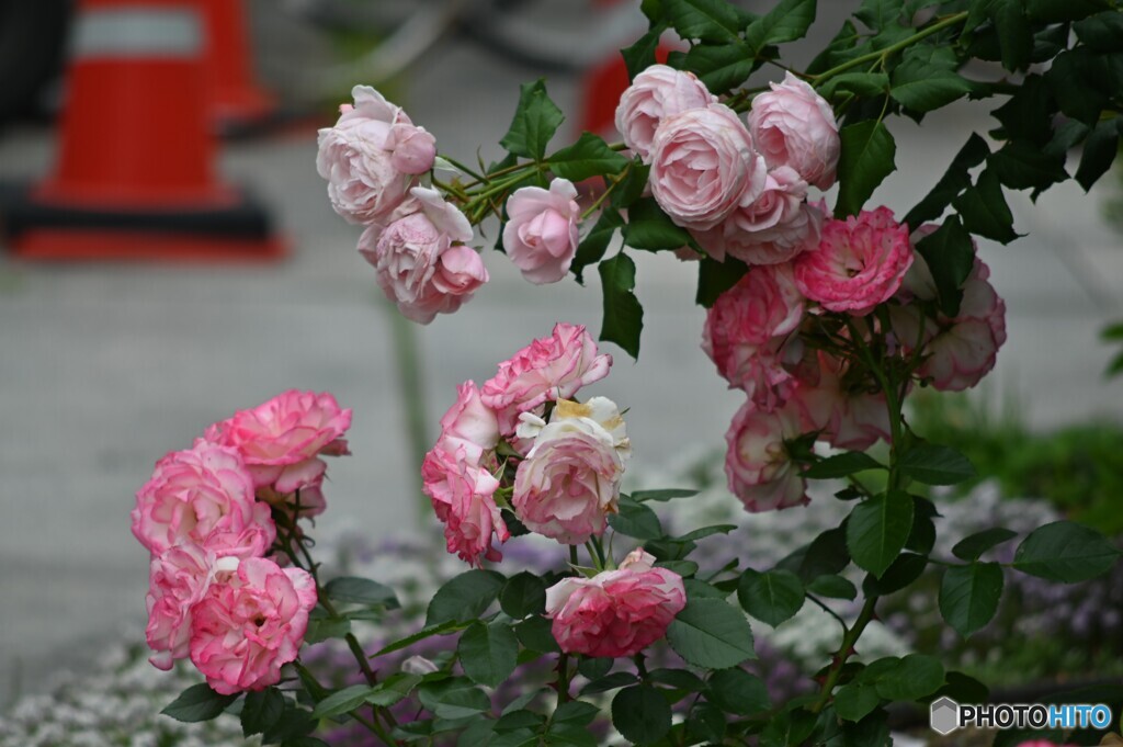 街なか薔薇歩き