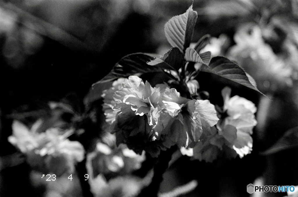 八重桜（フィルム）