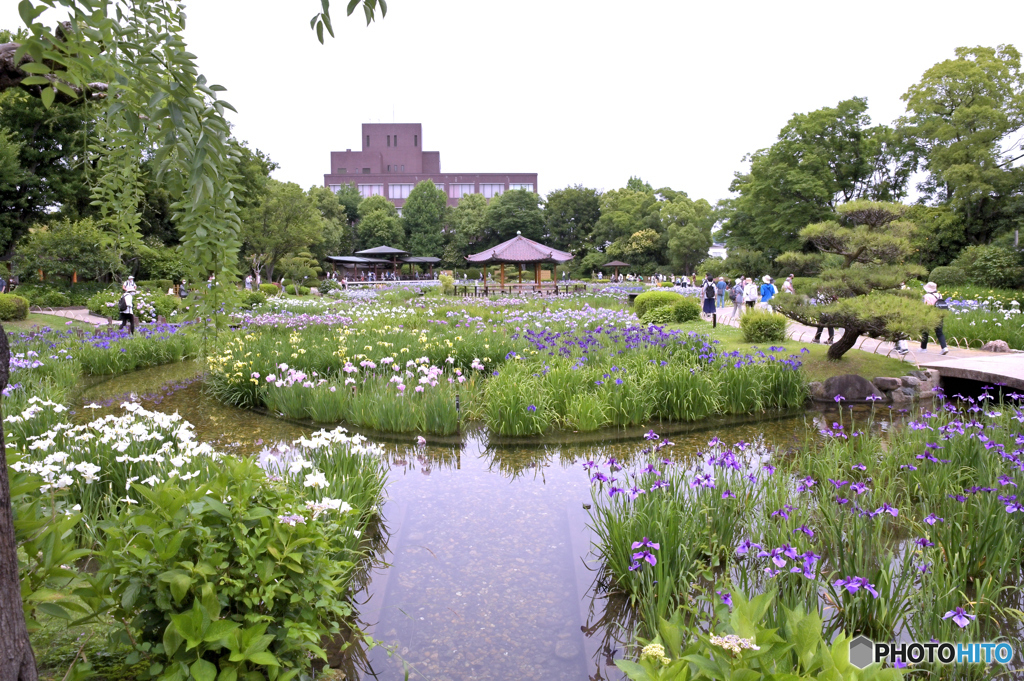 城北菖蒲園