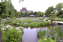城北菖蒲園
