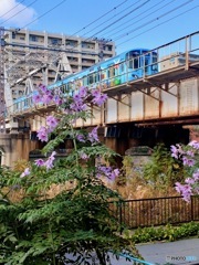 橋梁とダリア