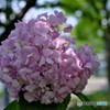 紫陽花