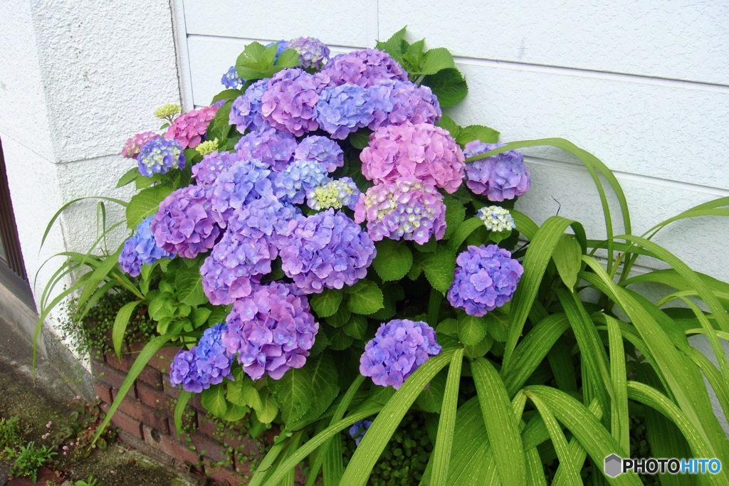 街かど紫陽花（デジタル）
