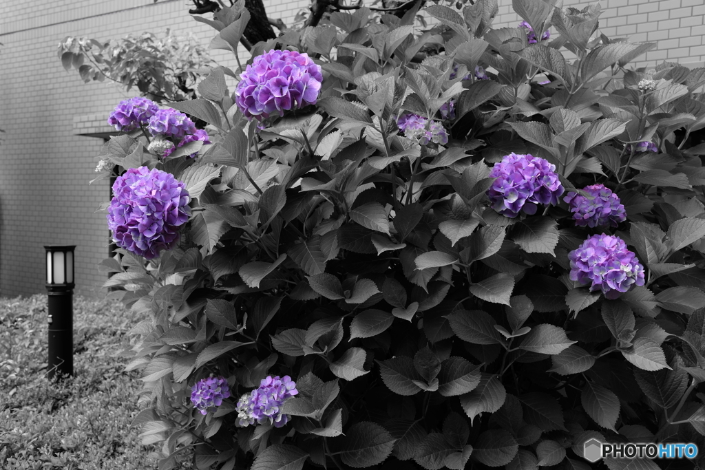 紫陽花　パープル　１
