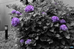 紫陽花　パープル　１