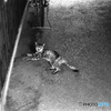 俺様に何の用事だ
