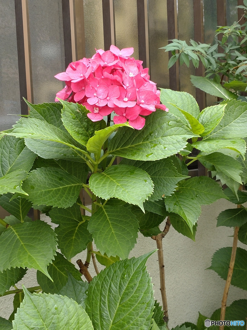 街かど赤紫陽花