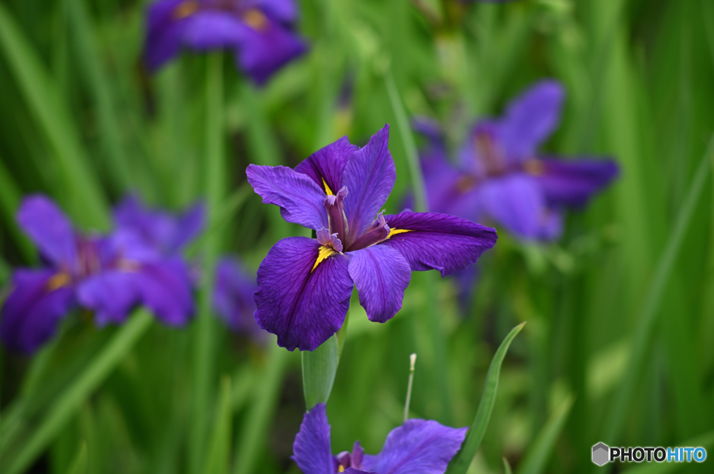 菖蒲