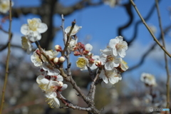 梅の花１（冬至）