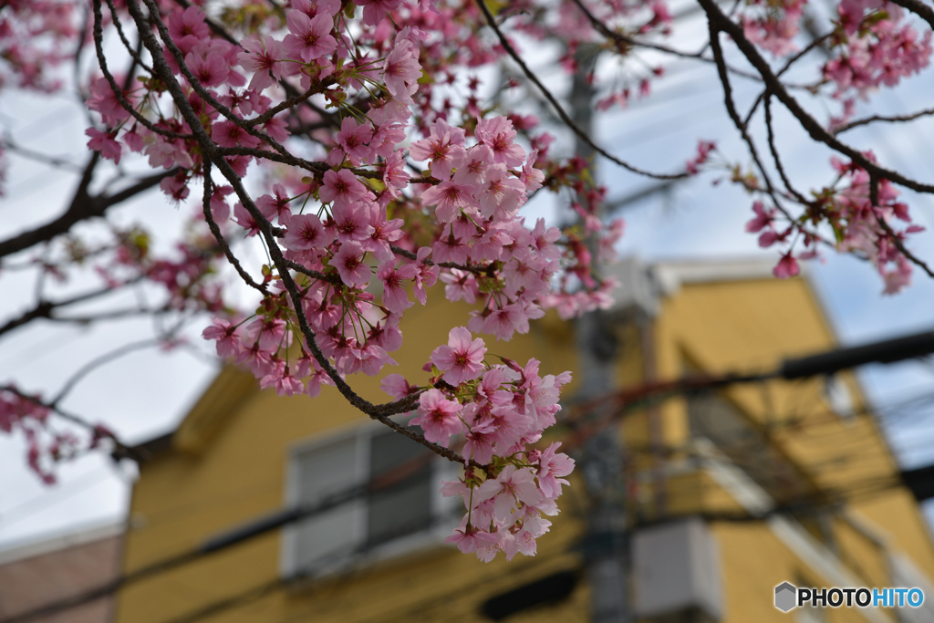 街なか桜