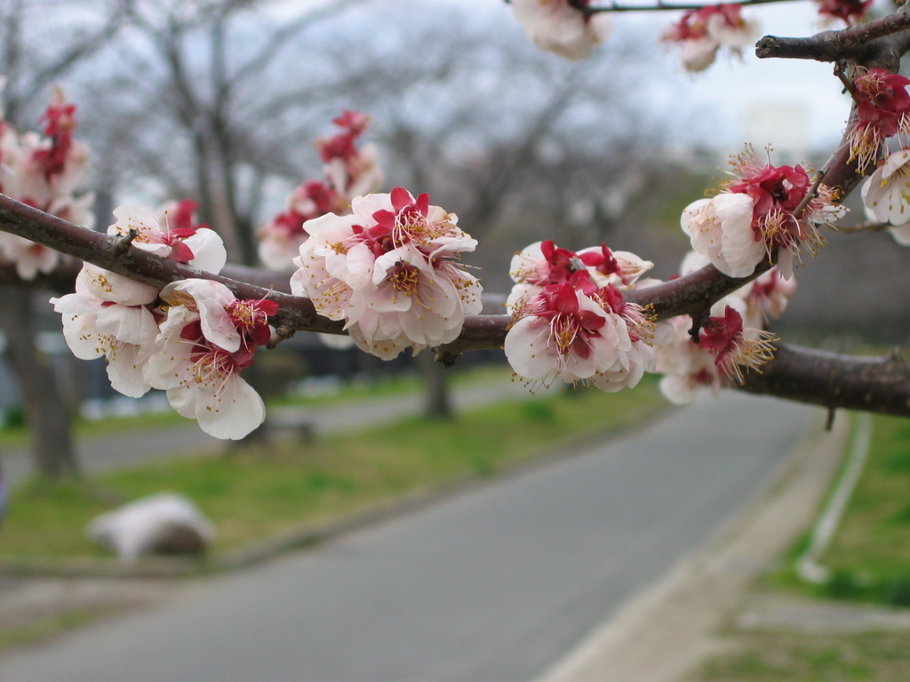 ？桜みたいだけど、、、１