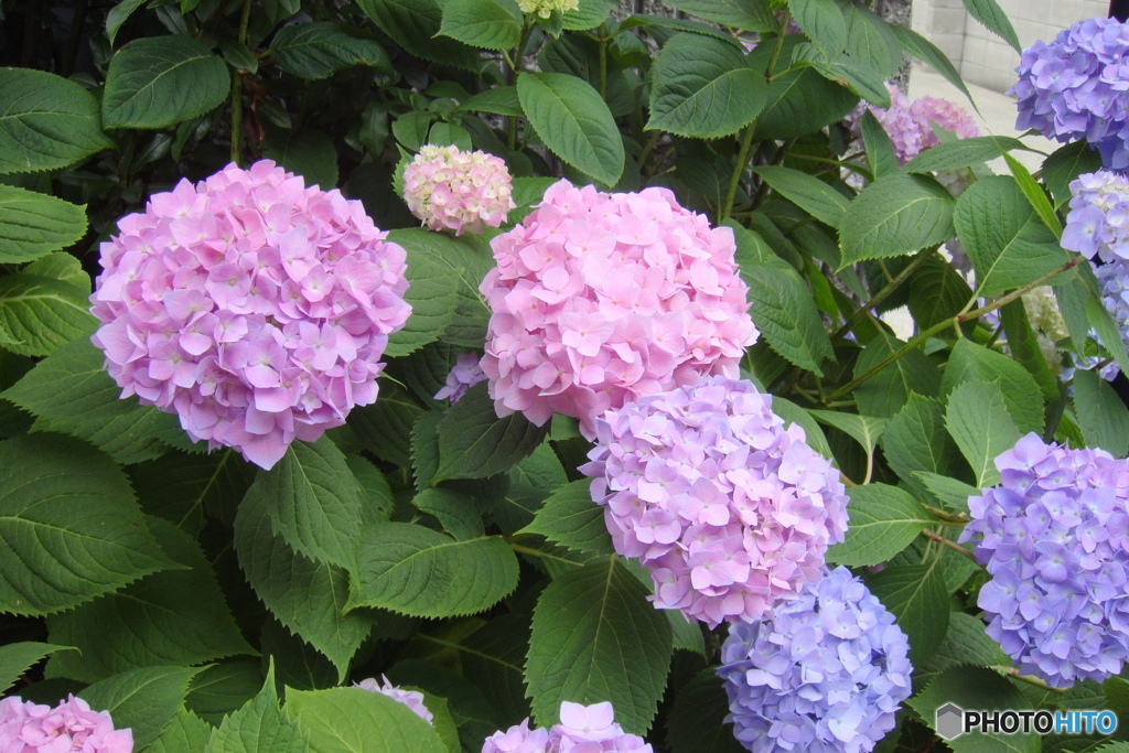 街なか紫陽花